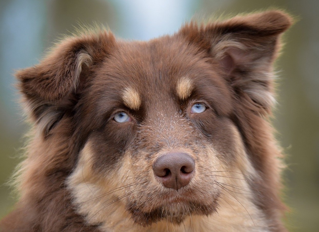 Ejere forstår ikke, hvorfor hunden ignorerer sit navn — årsagen er oftest én