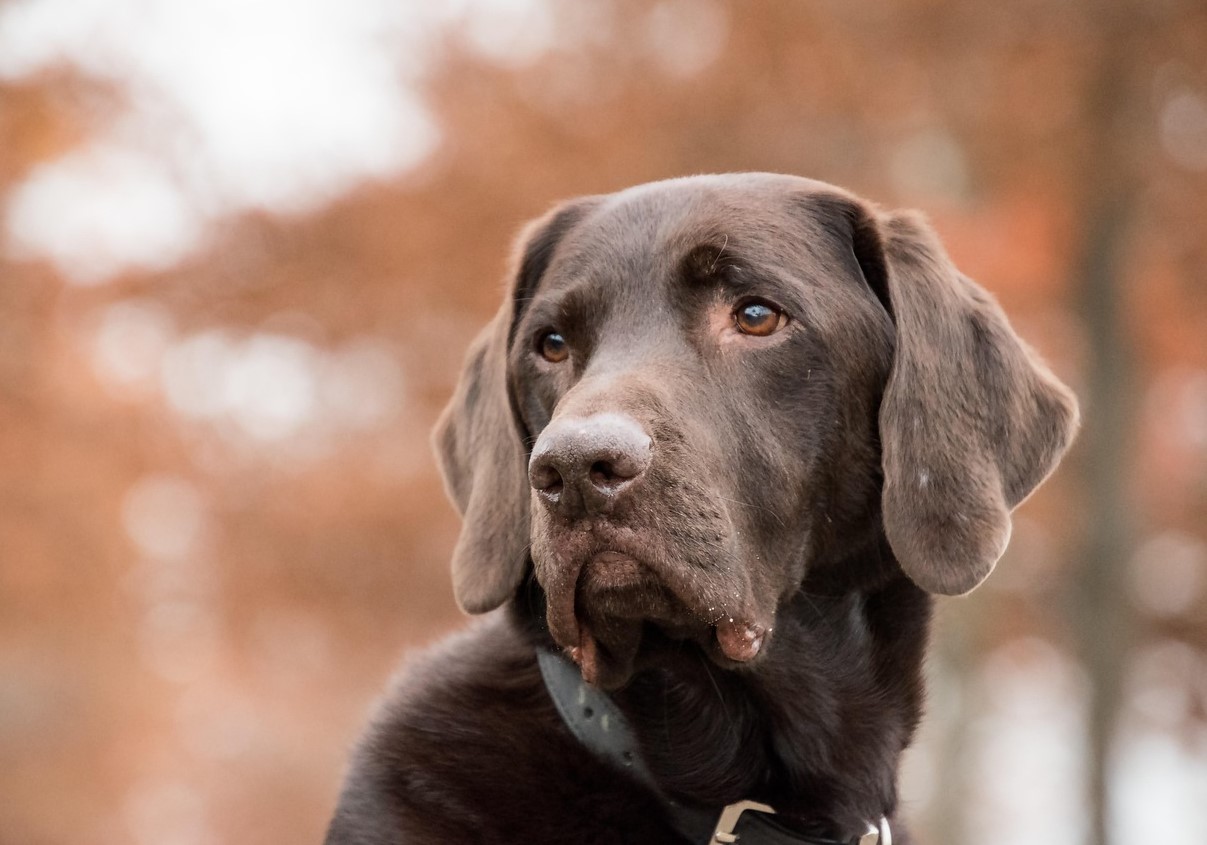 Ejere forstår ikke, hvorfor hunden ignorerer sit navn — årsagen er oftest én