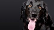 Ejere forstår ikke, hvorfor hunden ignorerer sit navn — årsagen er oftest én