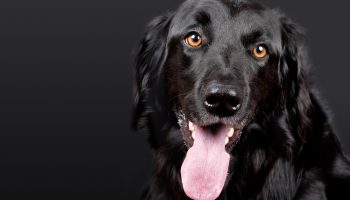 Ejere forstår ikke, hvorfor hunden ignorerer sit navn — årsagen er oftest én