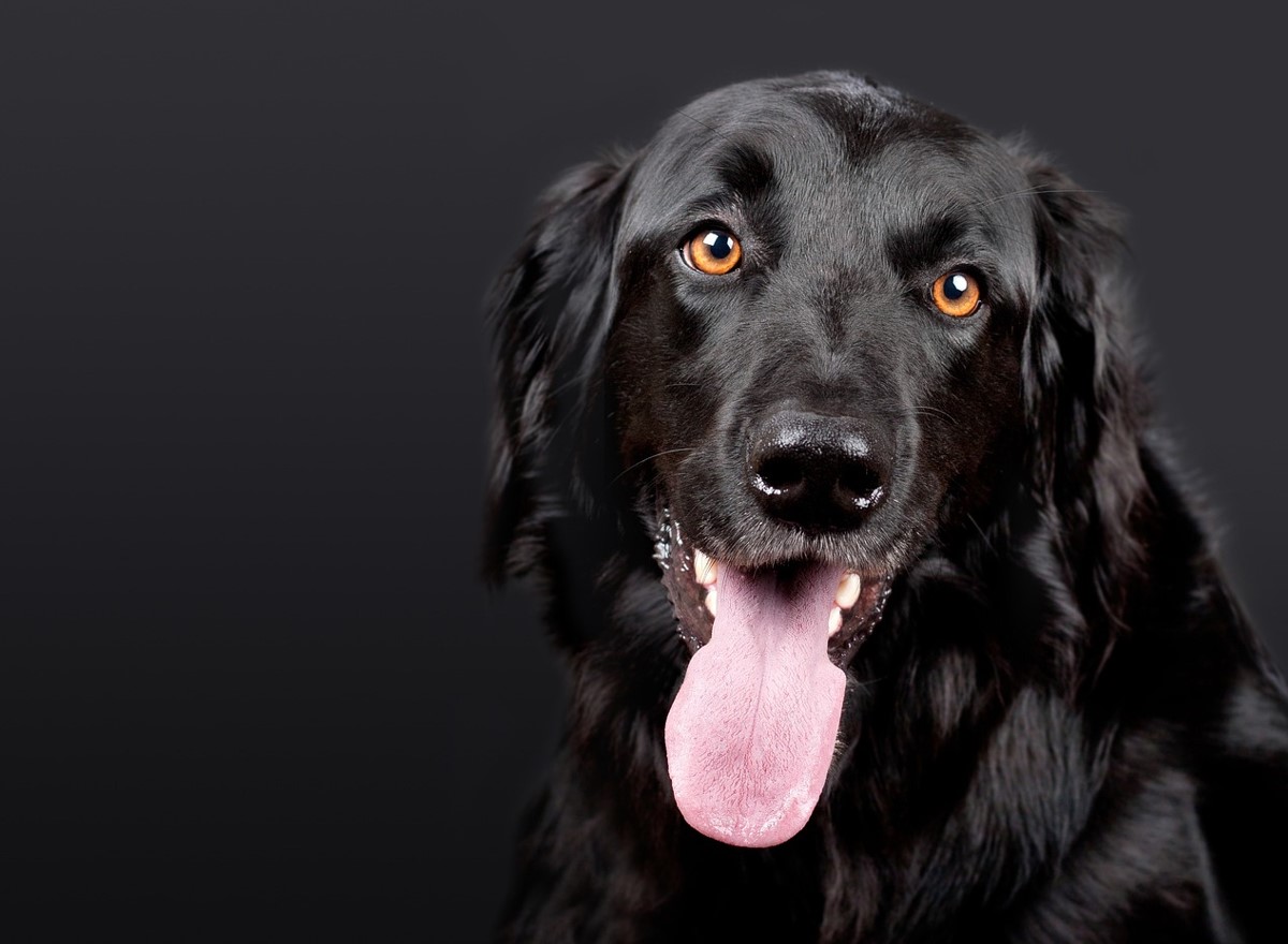 Ejere forstår ikke, hvorfor hunden ignorerer sit navn — årsagen er oftest én