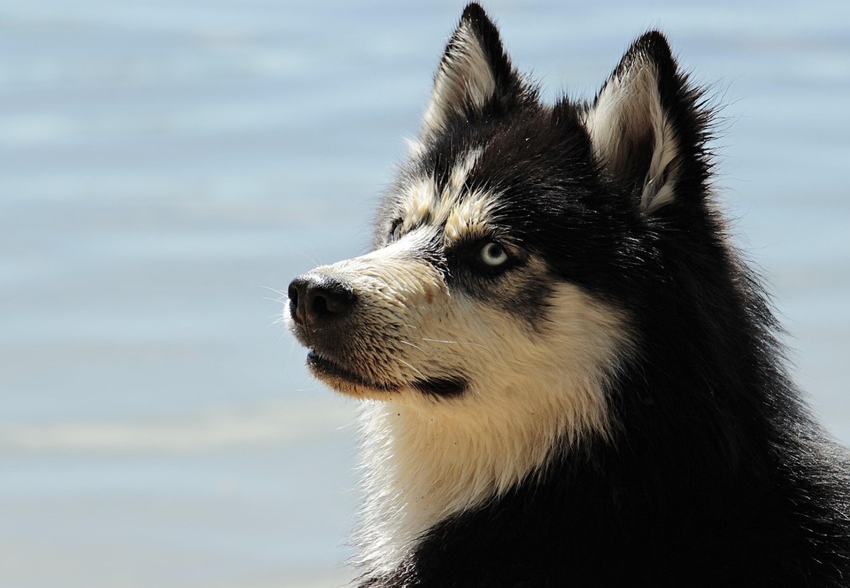 Ejere forstår ikke, hvorfor hunden ignorerer sit navn — årsagen er oftest én