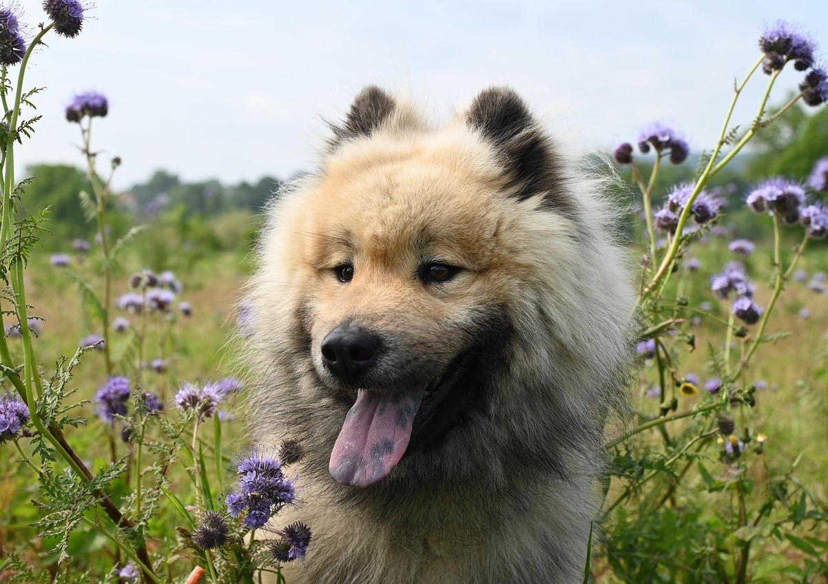 Ejere forstår ikke, hvorfor hunden ignorerer sit navn — årsagen er oftest én