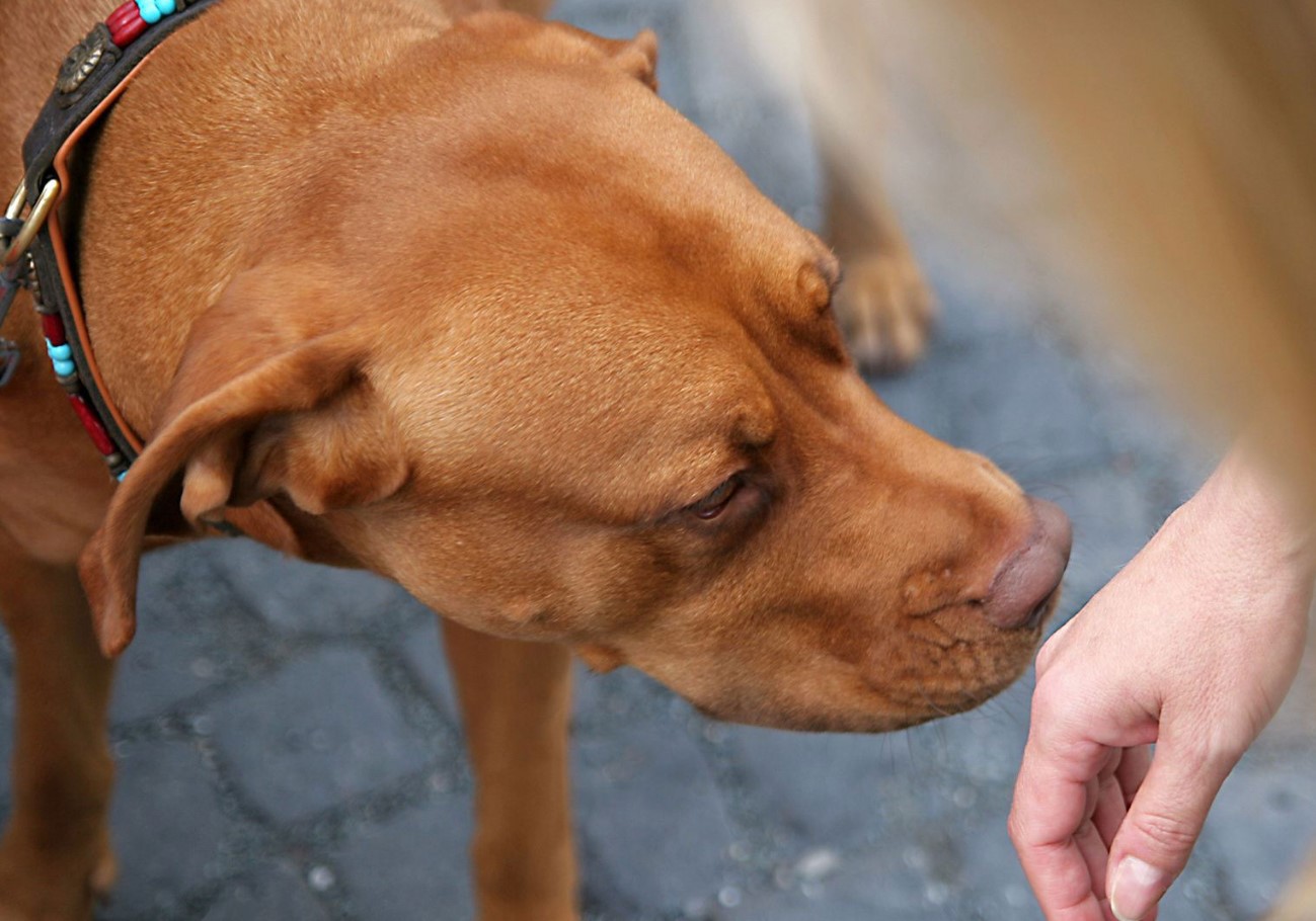 Hvis hunden snuser for nøje til dig, skal du ikke ignorere det: den fornemmer fare