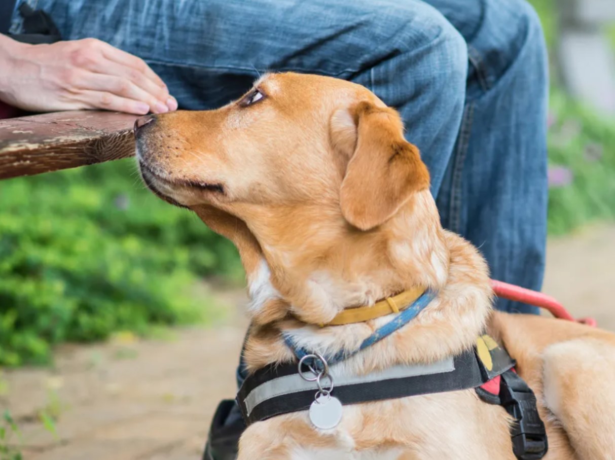 Hvis hunden snuser for nøje til dig, skal du ikke ignorere det: den fornemmer fare