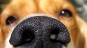 Hvis hunden snuser for nøje til dig, skal du ikke ignorere det: den fornemmer fare