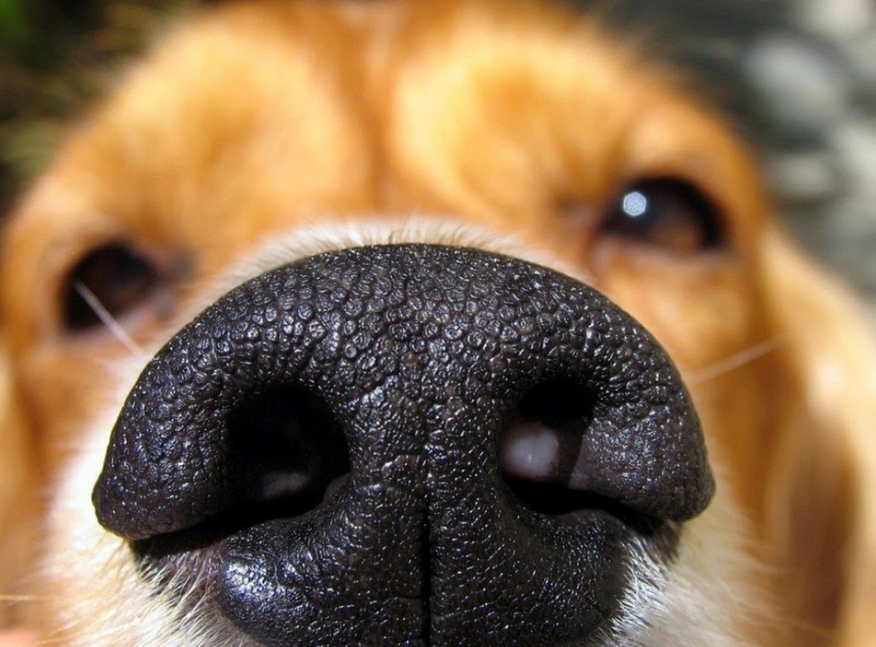 Hvis hunden snuser for nøje til dig, skal du ikke ignorere det: den fornemmer fare