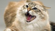Hvorfor katte hvæser ad mennesker: svar fra dyrlægen