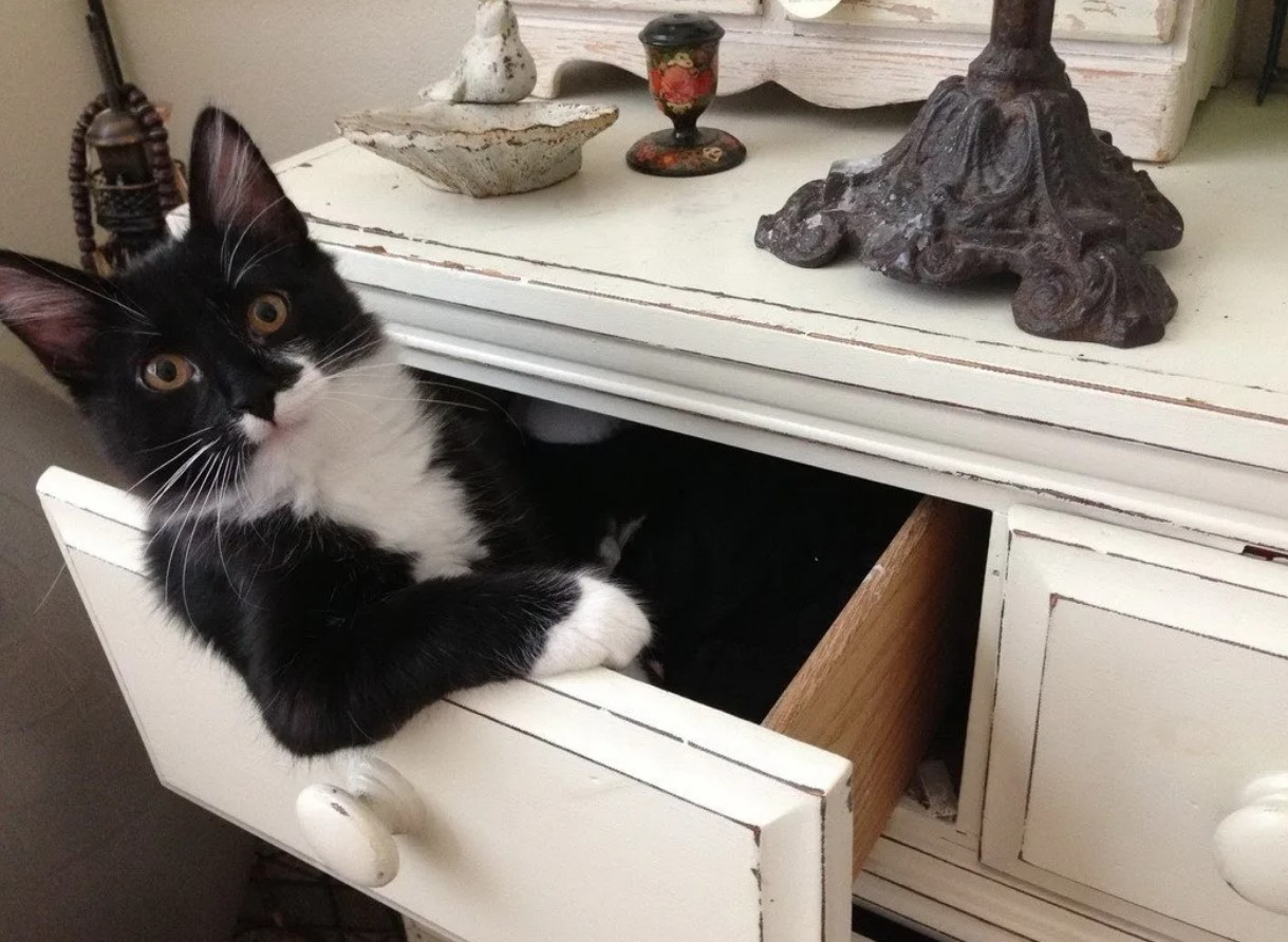 Katten alene hjemme i ferien: hvor længe kan den klare sig, og hvordan sikrer man dens sikkerhed