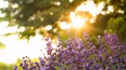 Monty Don opfordrer alle, der har lavendel i haven, til at gøre én enkel ting nu
