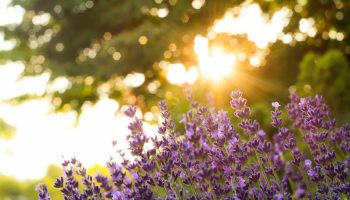 Monty Don opfordrer alle, der har lavendel i haven, til at gøre én enkel ting nu