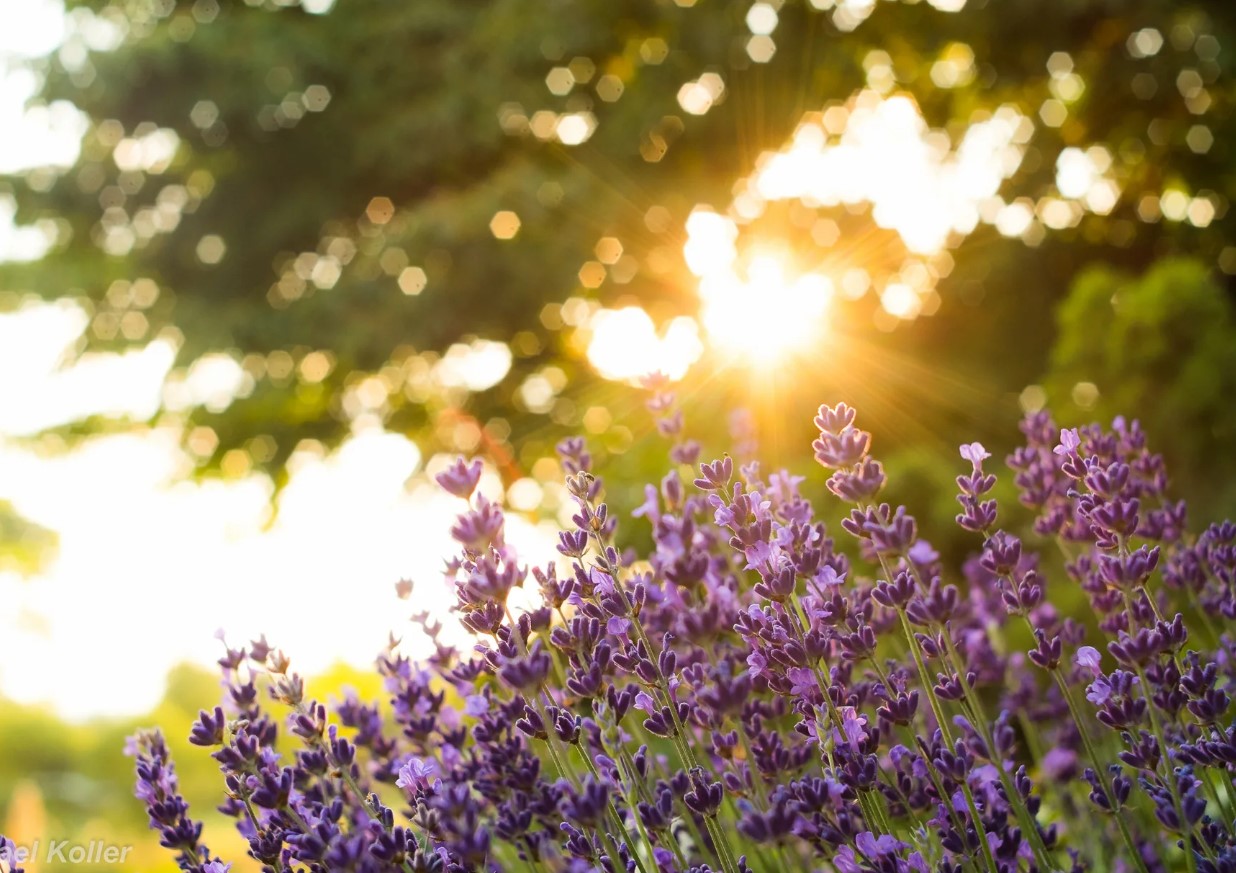 Monty Don opfordrer alle, der har lavendel i haven, til at gøre én enkel ting nu