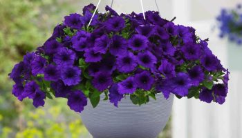 Tid til at droppe petunier: hvorfor det skal gøres, og hvad man kan erstatte de traditionelle blomster med
