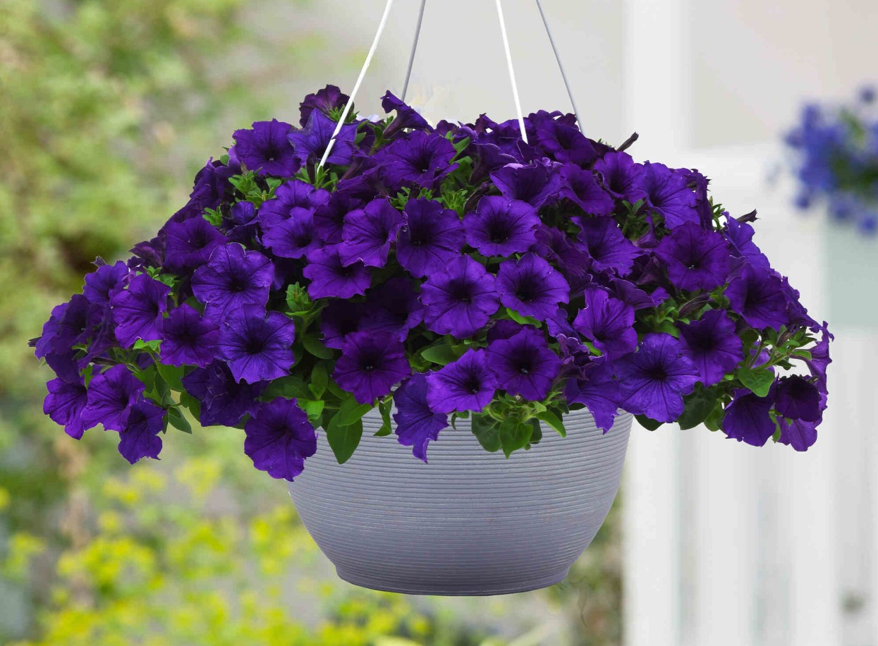 Tid til at droppe petunier: hvorfor det skal gøres, og hvad man kan erstatte de traditionelle blomster med