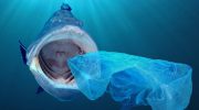 En million plastikbolsjer om dagen: havgiganternes kost er en katastrofe af globale dimensioner