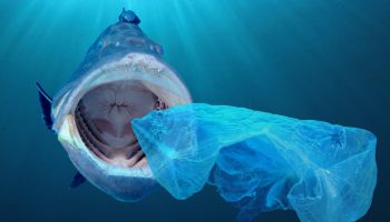 En million plastikbolsjer om dagen: havgiganternes kost er en katastrofe af globale dimensioner