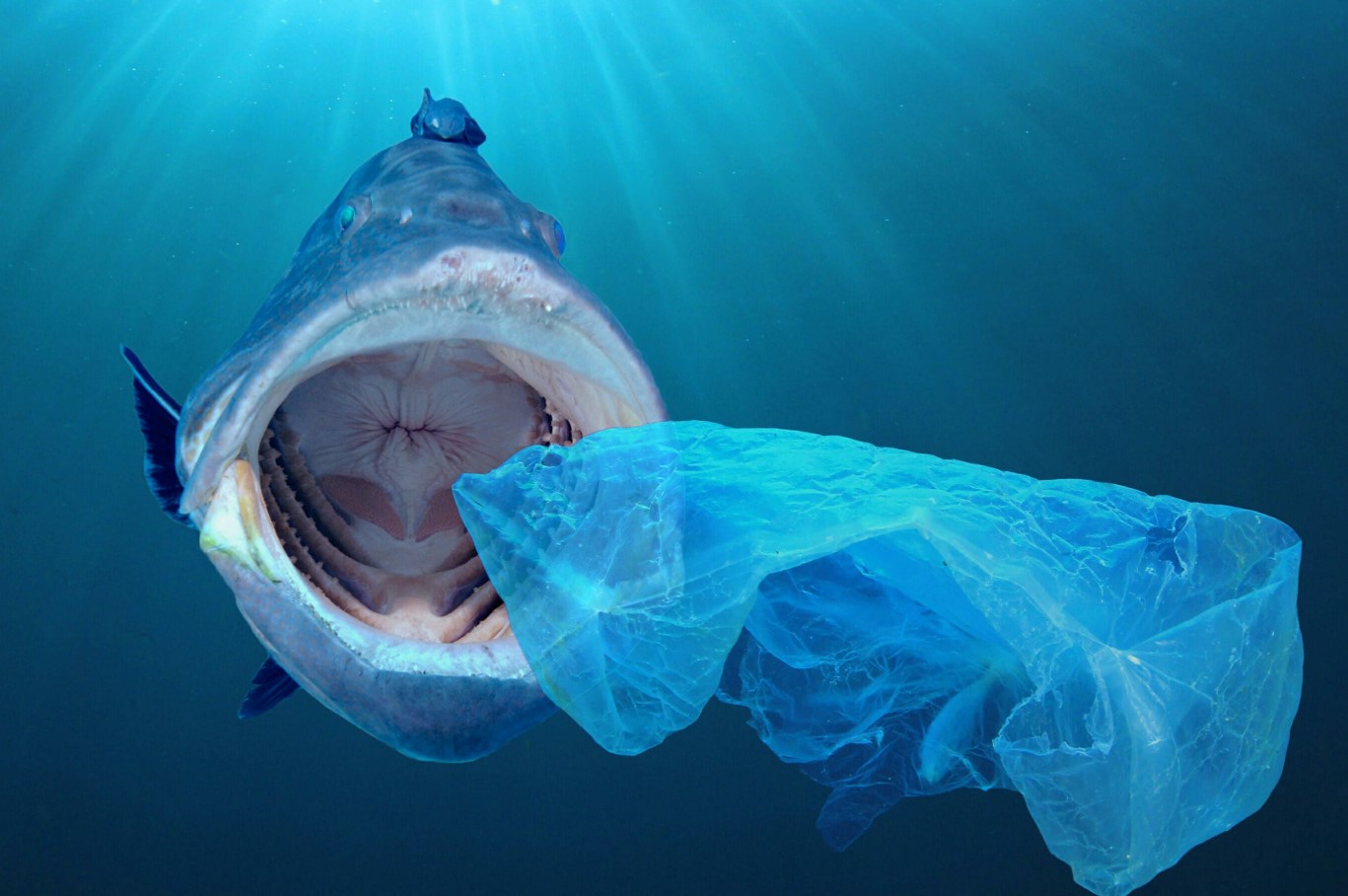 En million plastikbolsjer om dagen: havgiganternes kost er en katastrofe af globale dimensioner