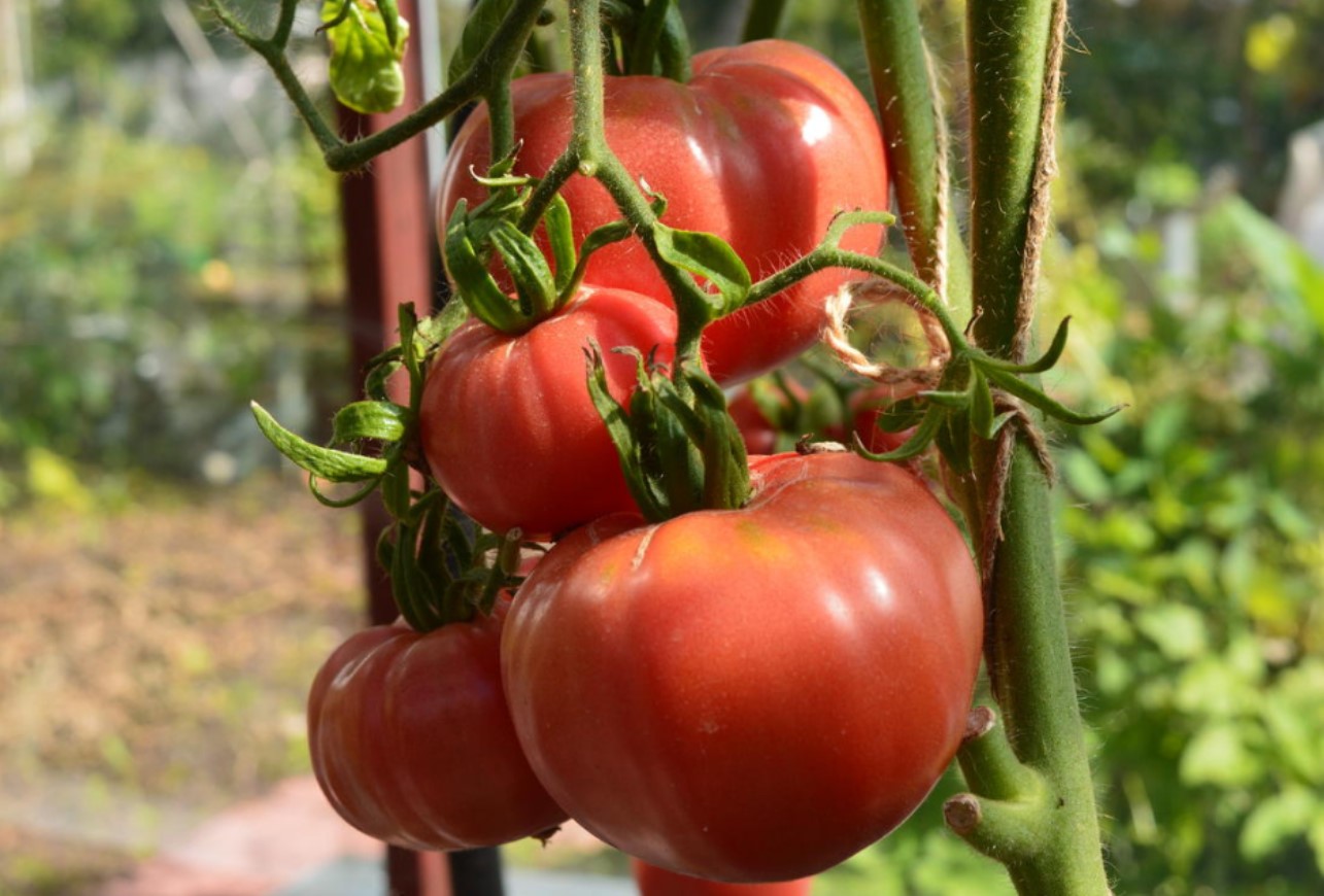Roser og tomatplanter vil blomstre smukt, hvis de vandes med 1 naturligt produkt i august