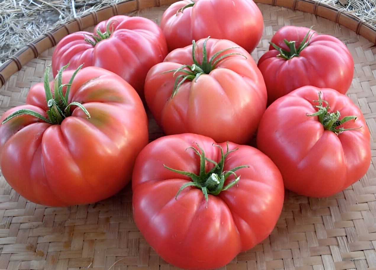 Roser og tomatplanter vil blomstre smukt, hvis de vandes med 1 naturligt produkt i august