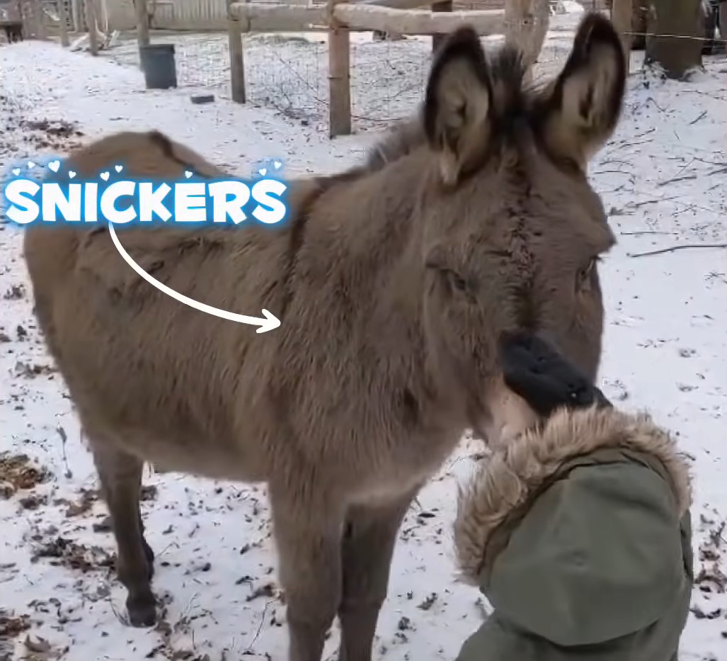 Når din bedste ven er en æsel: den rørende historie om Gunnar og Snickers, der vil ændre din dag