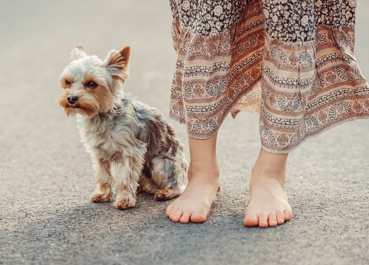 Hvorfor forsvinder yorkies: Audrey Hepburns yndlingsrace mister popularitet
