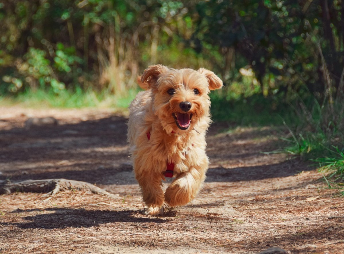 Hvorfor forsvinder yorkies: Audrey Hepburns yndlingsrace mister popularitet