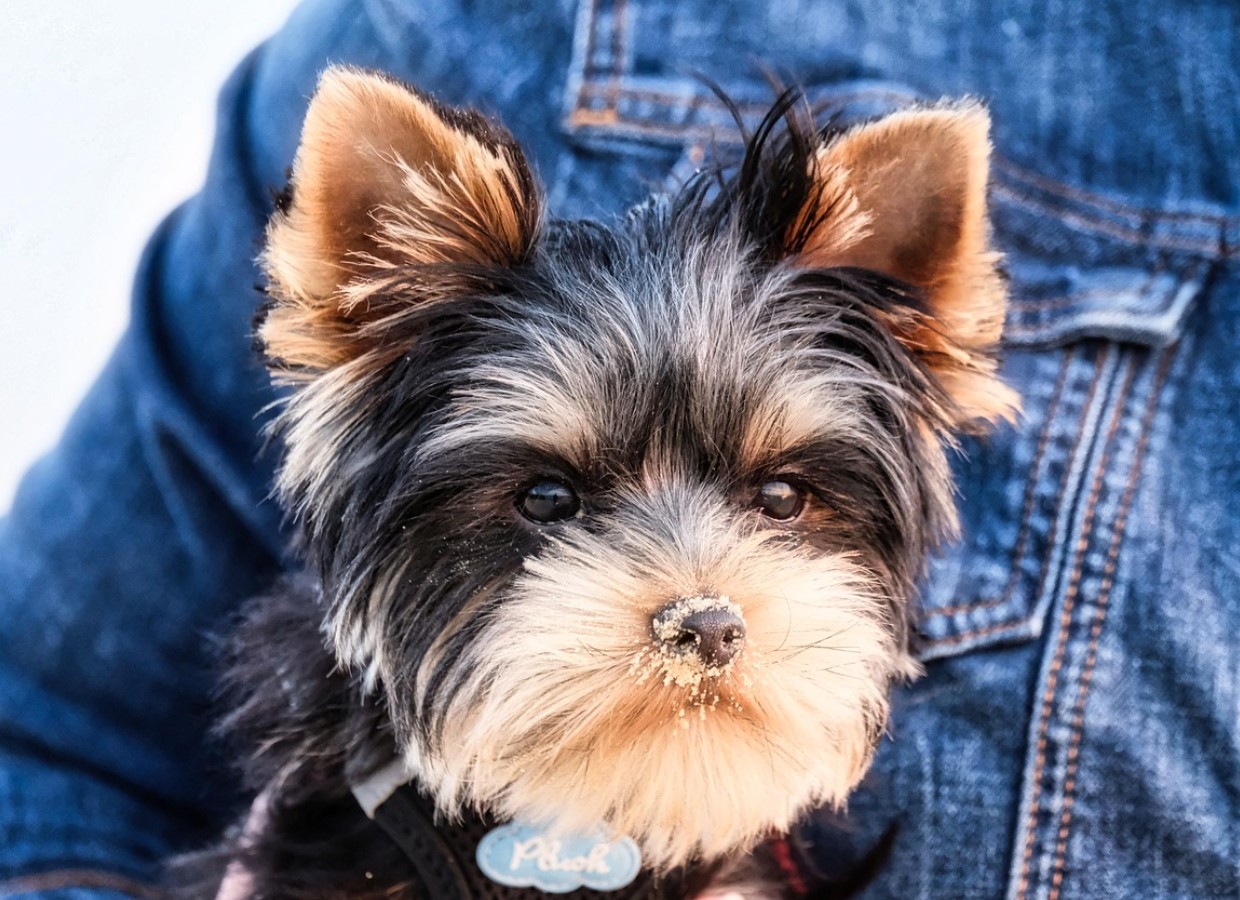 Hvorfor forsvinder yorkies: Audrey Hepburns yndlingsrace mister popularitet