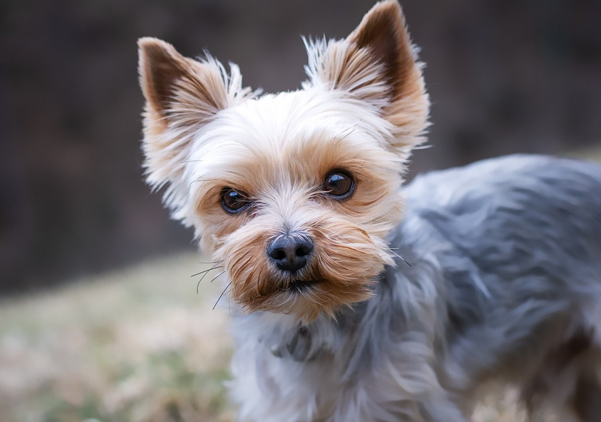 Hvorfor forsvinder yorkies: Audrey Hepburns yndlingsrace mister popularitet