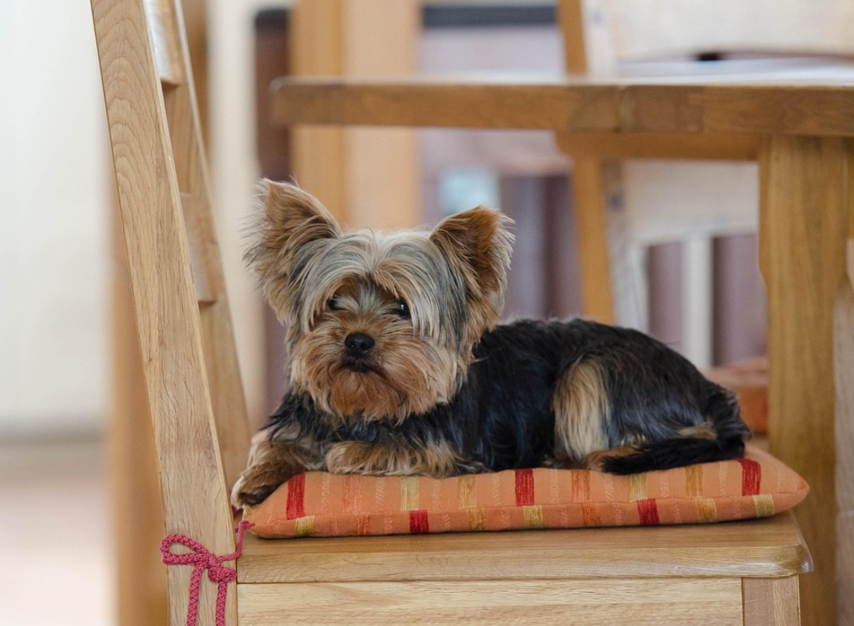 Hvorfor forsvinder yorkies: Audrey Hepburns yndlingsrace mister popularitet