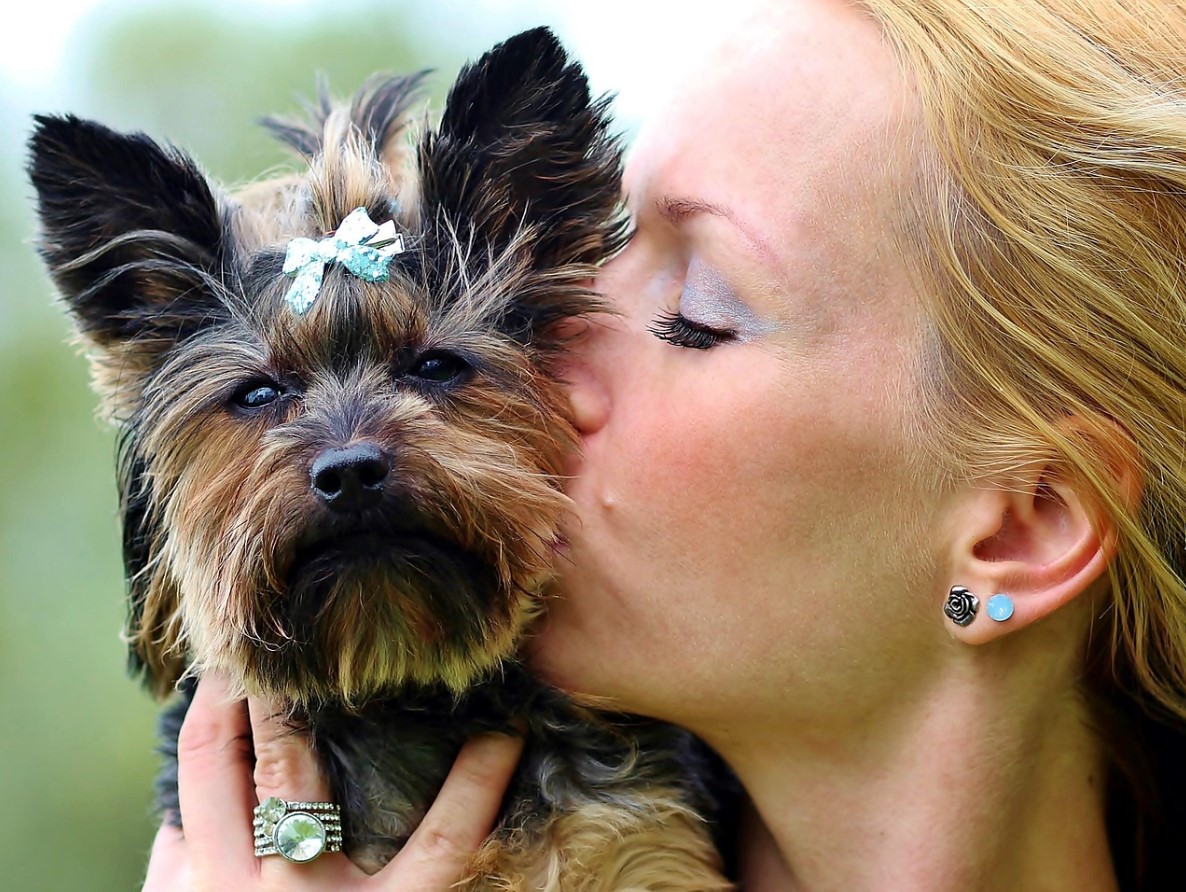 Hvorfor forsvinder yorkies: Audrey Hepburns yndlingsrace mister popularitet
