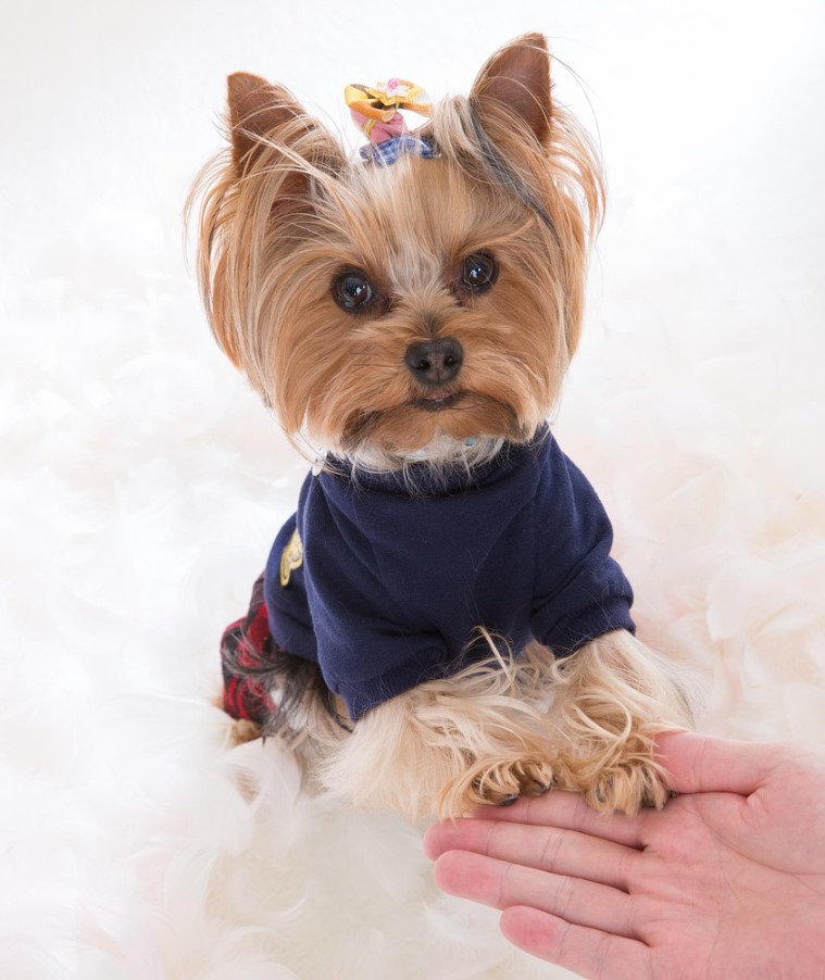 Hvorfor forsvinder yorkies: Audrey Hepburns yndlingsrace mister popularitet