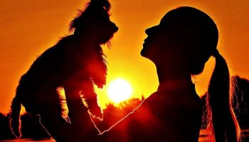 Hvorfor forsvinder yorkies: Audrey Hepburns yndlingsrace mister popularitet