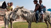 En zebra med æselører: Kinesisk markedsføring er blevet en global joke