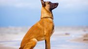 Tand mod hov: historien om en lille hyrdehund, der stoppede en rasende tyr for at redde sine mennesker