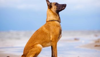Tand mod hov: historien om en lille hyrdehund, der stoppede en rasende tyr for at redde sine mennesker