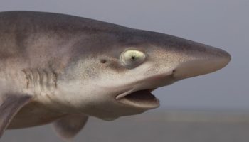 Havet forblev tavst i et halvt århundrede — og så spyttede det pludselig et udyr med en sejlfin ud, som længe var blevet betragtet som en myte