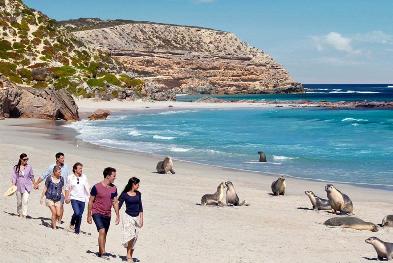 Hvid fjer i sandet: på en australsk strand fandt man et væsen, som videnskaben ikke kendte til før