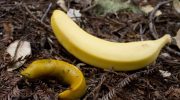 Ikke dovendyr og skildpadder: hvilke dyr er de langsomste i verden