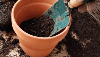 Brugt jord kommer til live igen og giver dine planter en ny chance