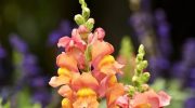 Gartnere elsker den, fordi den blomstrer næsten indtil vinteren. Du kan plante den allerede nu