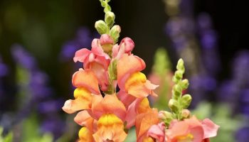Gartnere elsker den, fordi den blomstrer næsten indtil vinteren. Du kan plante den allerede nu