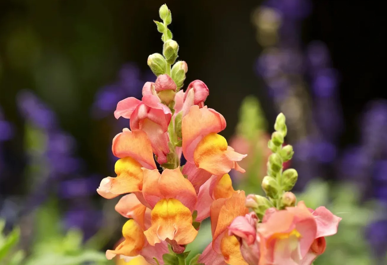 Gartnere elsker den, fordi den blomstrer næsten indtil vinteren. Du kan plante den allerede nu