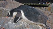 Hvid fjer i sandet: på en australsk strand fandt man et væsen, som videnskaben ikke kendte til før