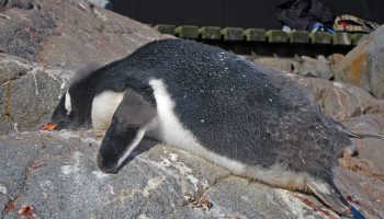 Hvid fjer i sandet: på en australsk strand fandt man et væsen, som videnskaben ikke kendte til før
