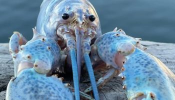 Havets blå spøgelse: en enestående mutant fanget i Massachusetts