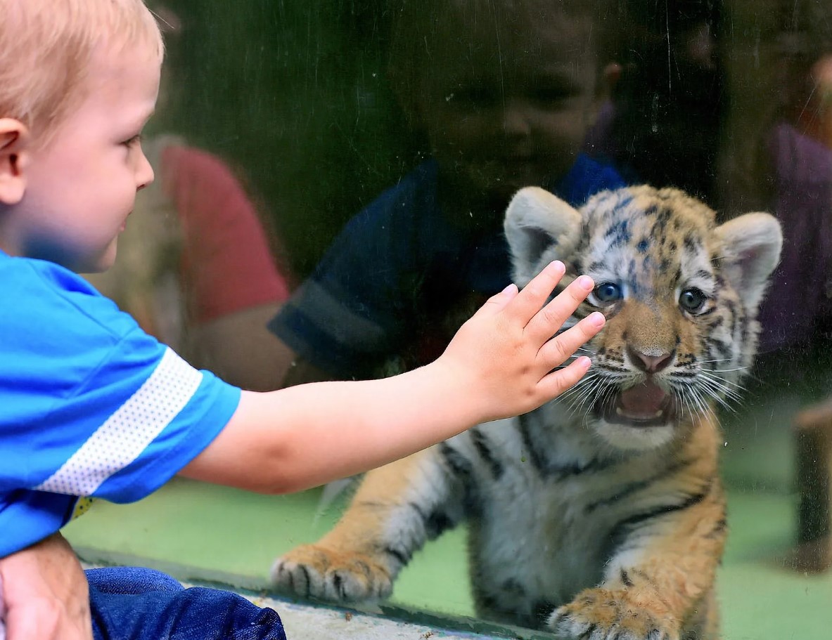 Tysk zoo har aflivet tre tigerunger. Moderen ønskede ikke at opfostre dem