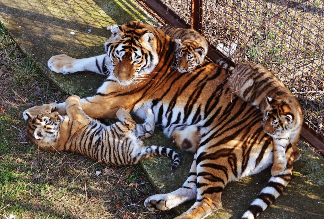 Tysk zoo har aflivet tre tigerunger. Moderen ønskede ikke at opfostre dem