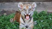 Tysk zoo har aflivet tre tigerunger. Moderen ønskede ikke at opfostre dem