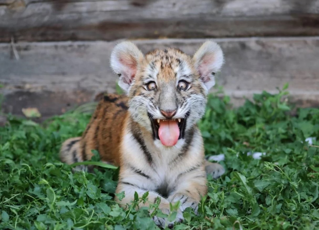 Tysk zoo har aflivet tre tigerunger. Moderen ønskede ikke at opfostre dem