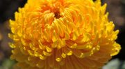 Blomsterfest i efteråret: planter, der giver øjeblikkelig farveeffekt